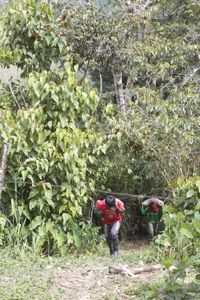 Traballadores dos Cafetais